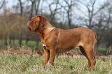 DOGUE DE BORDEAUX 159